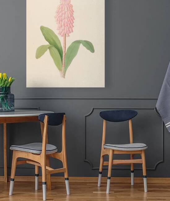 Veltheimia viridifolia [Veltheimia bracteata] 1817 by IStockHistory com