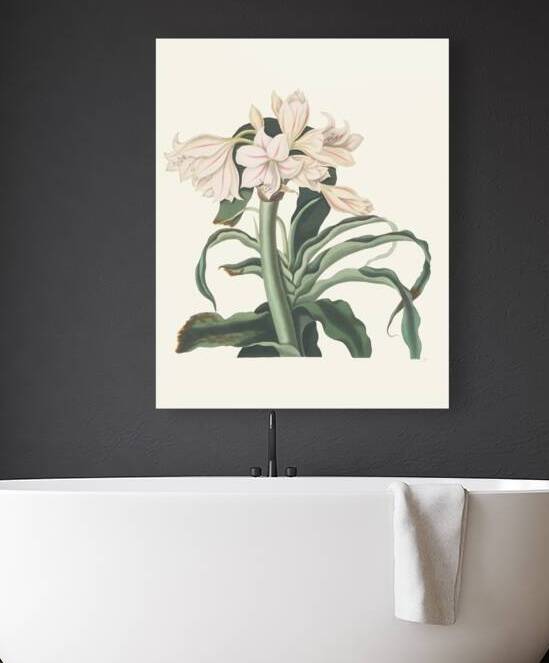 Crinum Scabrum 1834 by IStockHistory com