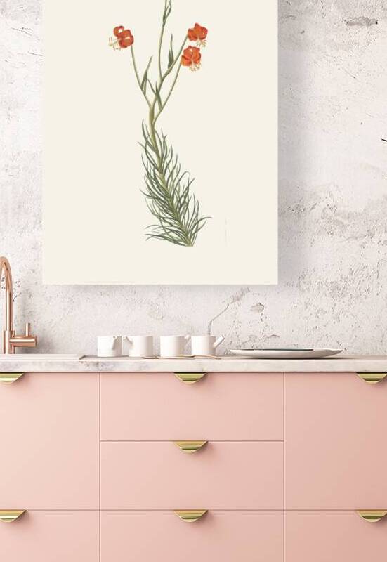 Lilium Pyrenaicum 1834 by IStockHistory com