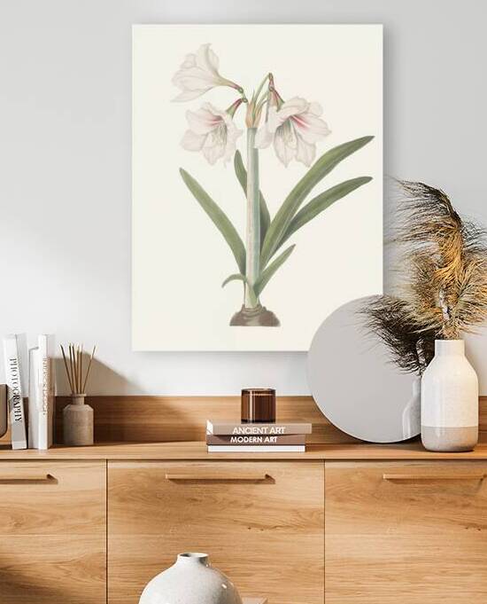 Amaryllis Picta. 1834 by IStockHistory com