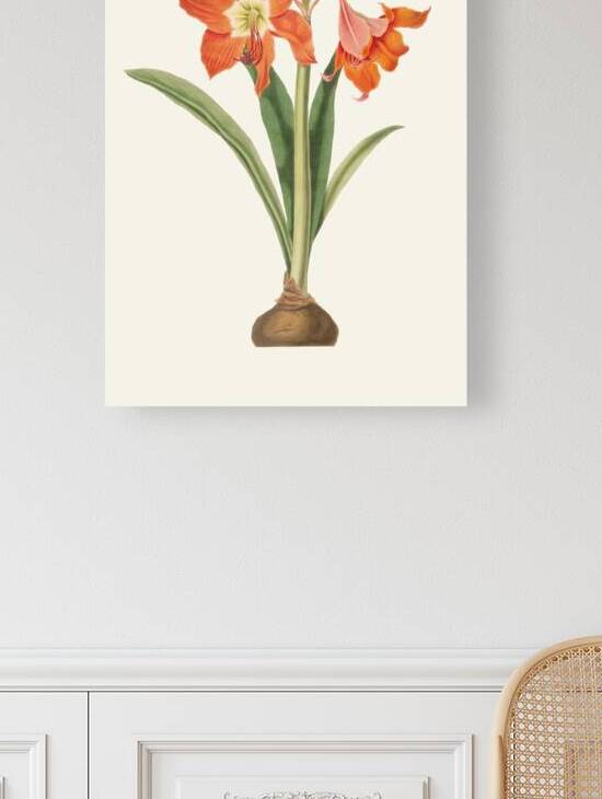 Amaryllis Equestris Major 1834 by IStockHistory com