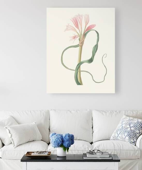 Amaryllis Longifolia Glauca 1834 by IStockHistory com