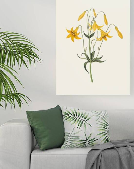 Lilium Canadense. [Canada Lily Wild Yellow Lily] 183400 by IStockHistory com
