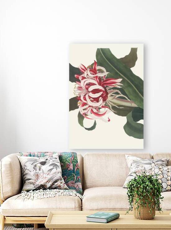 Crinium Augustum. [Queen Emma] 1834 by IStockHistory com