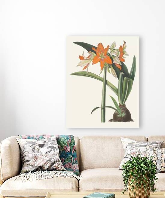 Amaryllis Fulgida 1834 by IStockHistory com