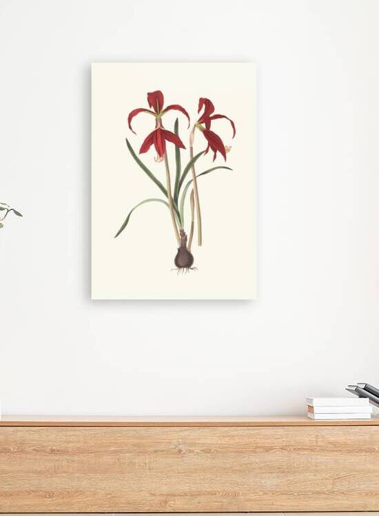 Amaryllis Formosissima. 1834 by IStockHistory com