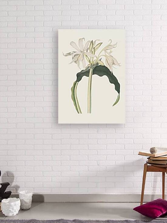 Amaryllis Aulica 1834 by IStockHistory com