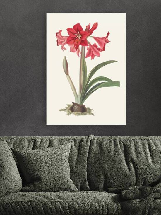 Amaryllis Johnsoni. 1834 by IStockHistory com
