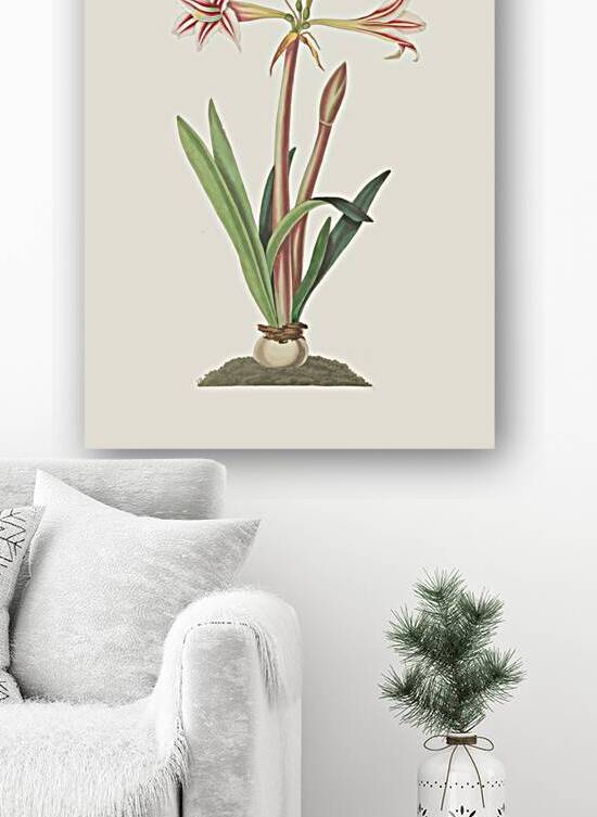 Amaryllis Vittata Minor 1834 by IStockHistory com
