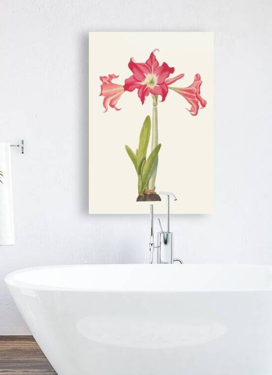 Amaryllis Solandriflora Var. Or Amaryllis Johnsoni 1834 by IStockHistory com