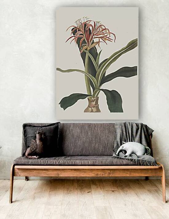 Crinum Hybridum Pedunculatum And Zeylanicum 1834  by IStockHistory com
