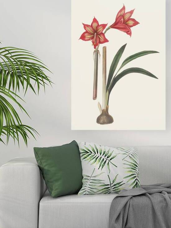 Amaryllis Correiensis. 1834 by IStockHistory com