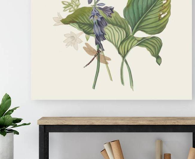 Hemerecalliscarulea Hemerecallis Japonica 1834 by IStockHistory com