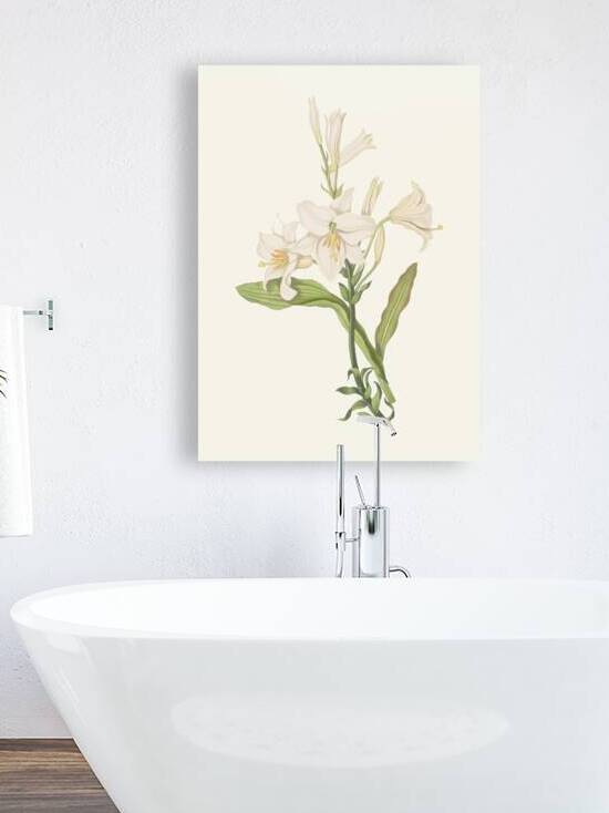 Lilium Candidum 1834 by IStockHistory com