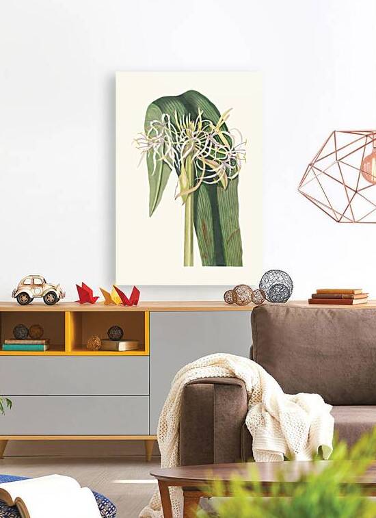 Crinum Declinatum 1834 by IStockHistory com