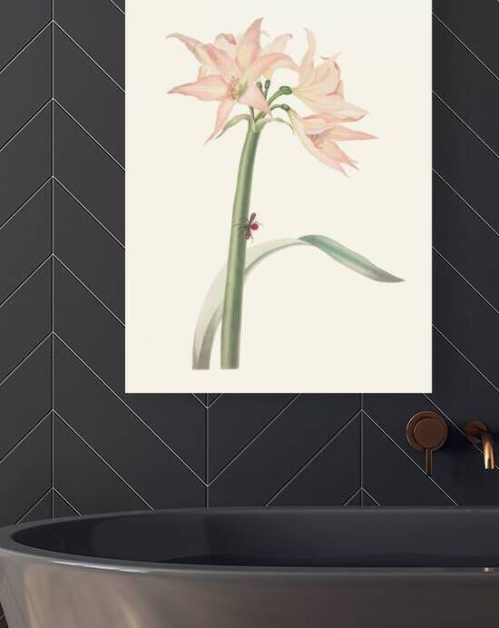 Amaryllis Pulverulenta 1834 by IStockHistory com