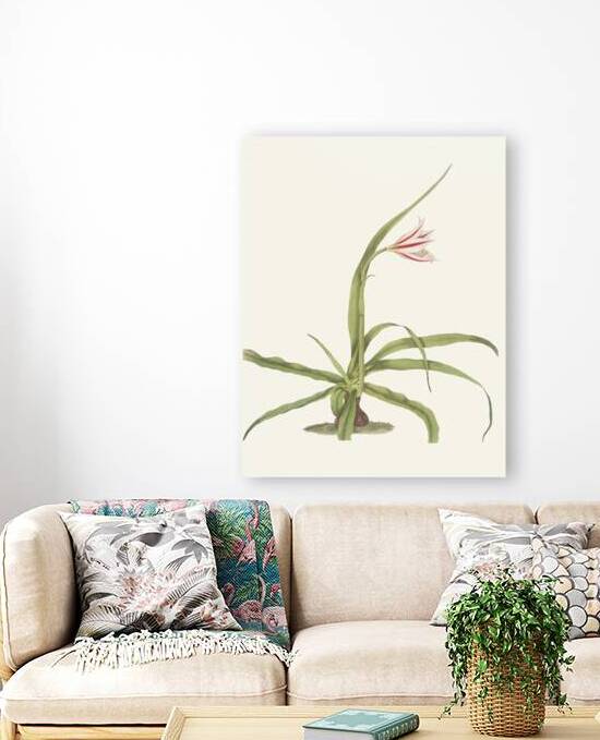 Crinum Yuccæides 1834 by IStockHistory com