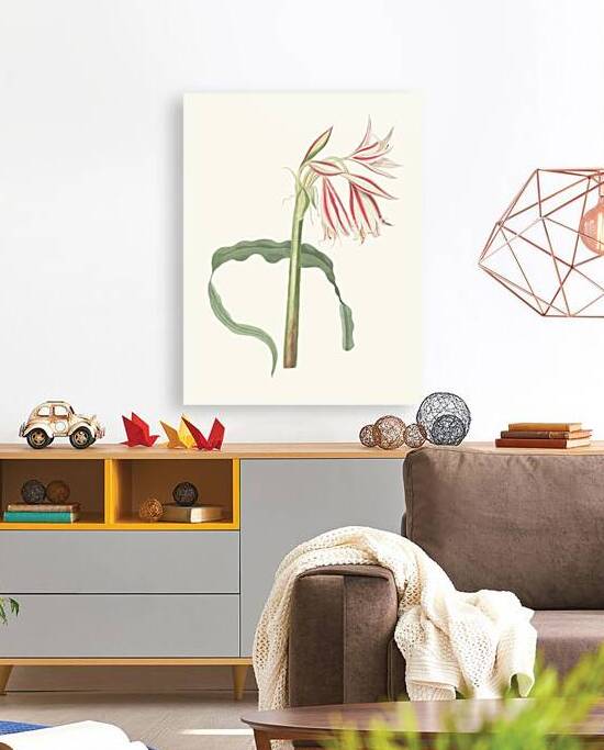 Crinum Ornatum 1834 by IStockHistory com