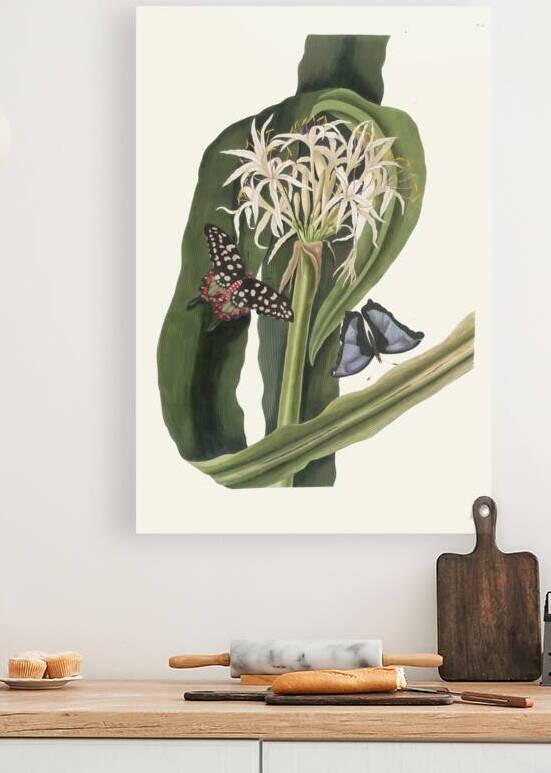 Crinum Pedunculatum. [River Lily] 1834 by IStockHistory com