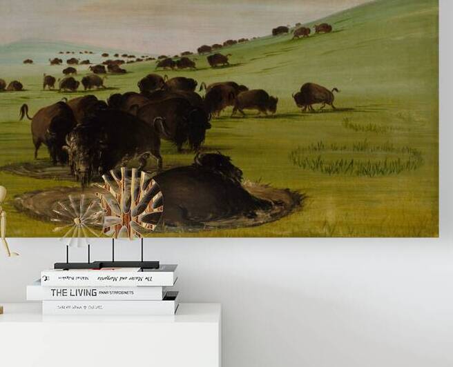 Buffalo Bulls in a Wallow 1837-1839 by IStockHistory com