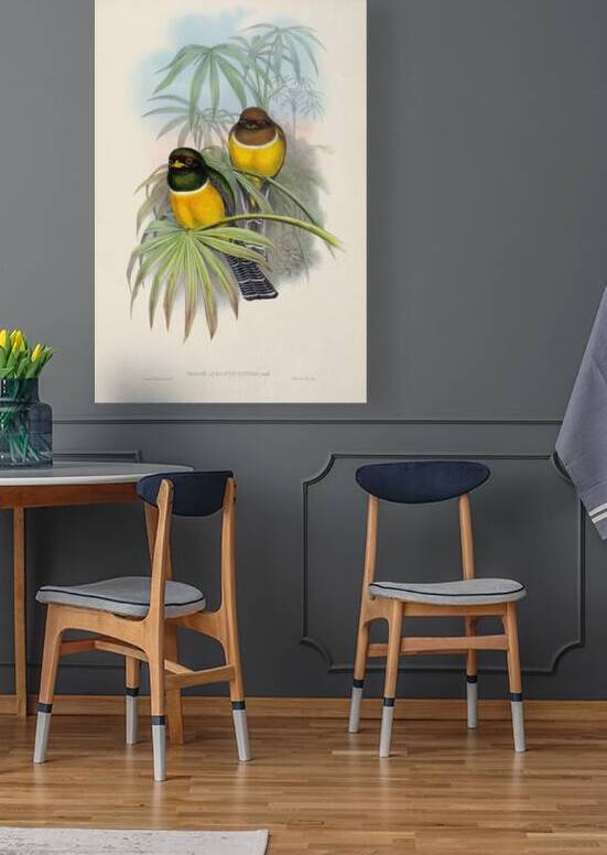 John Gould trogons 006 by IStockHistory com