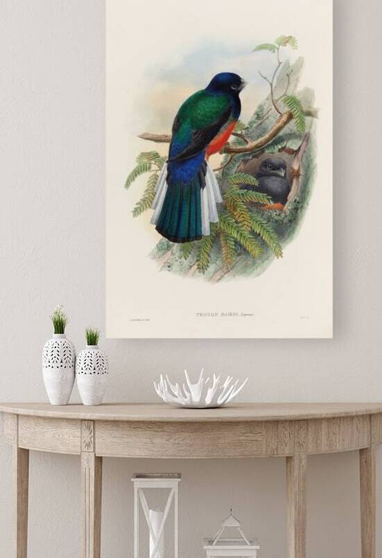 John Gould trogons 031 by IStockHistory com