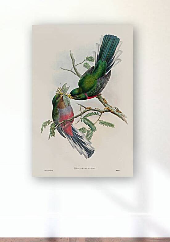 John Gould trogons 036 by IStockHistory com