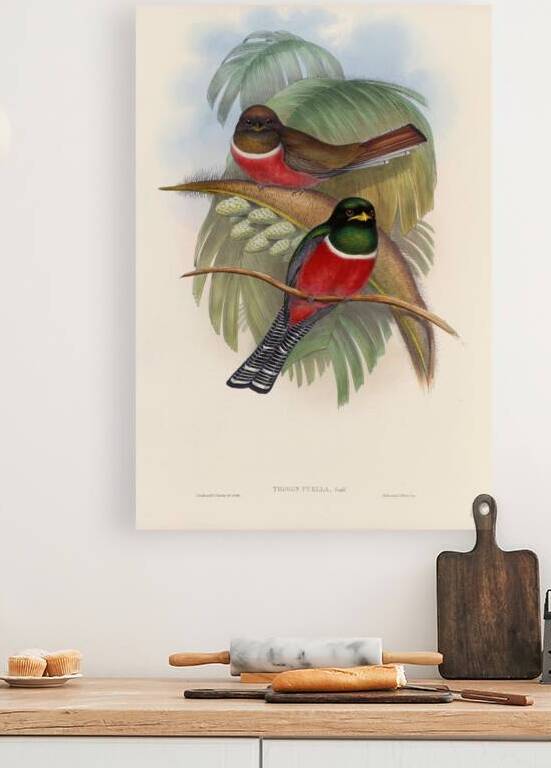 John Gould trogons 005 by IStockHistory com