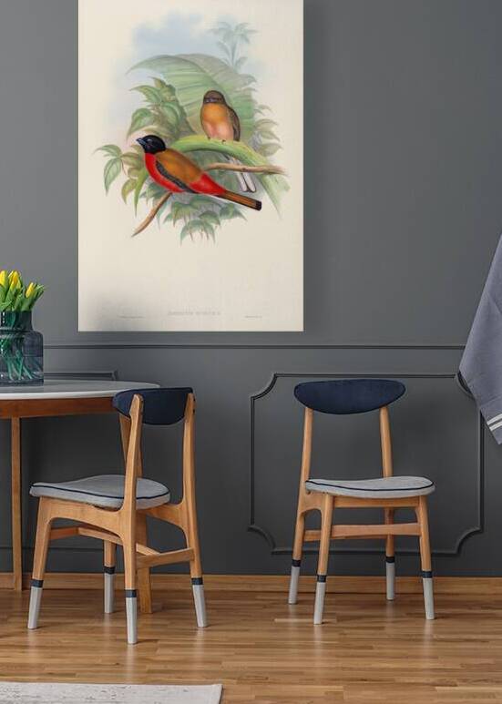 John Gould trogons 012 by IStockHistory com