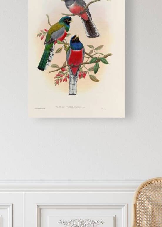 John Gould trogons 042 by IStockHistory com