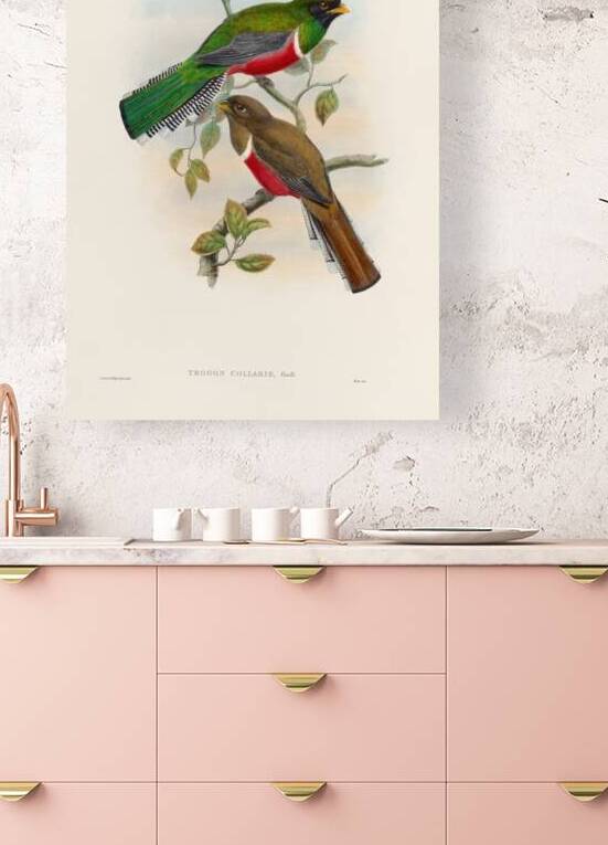 John Gould trogons 041 by IStockHistory com