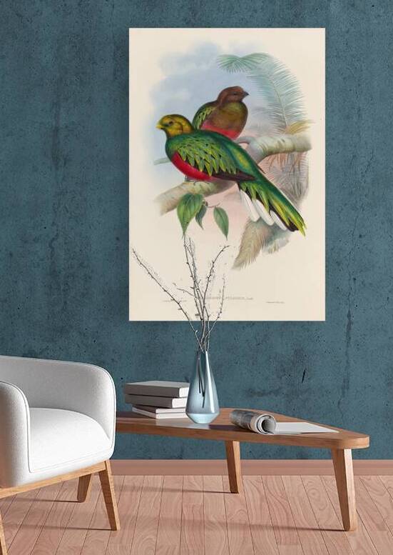 John Gould trogons 002 by IStockHistory com