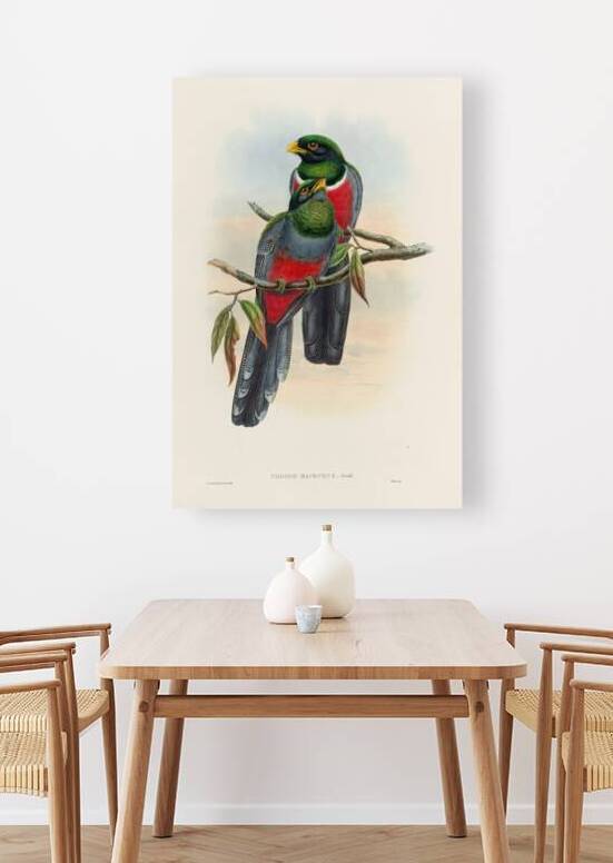 John Gould trogons 044 by IStockHistory com