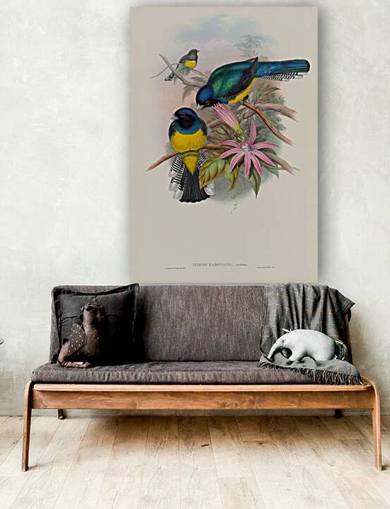 John Gould trogons 008 by IStockHistory com