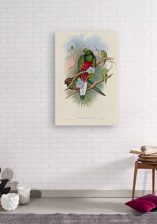 John Gould trogons 001 by IStockHistory com