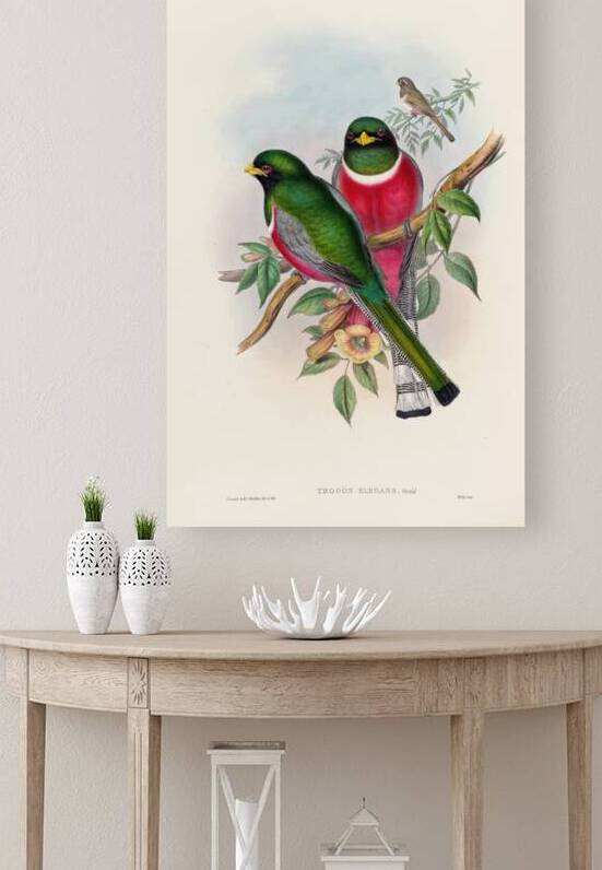 John Gould trogons 016 by IStockHistory com