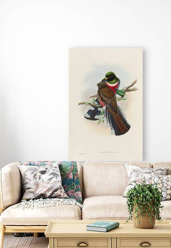 John Gould trogons 028 by IStockHistory com