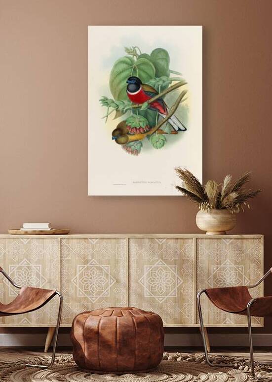 John Gould trogons 035 by IStockHistory com