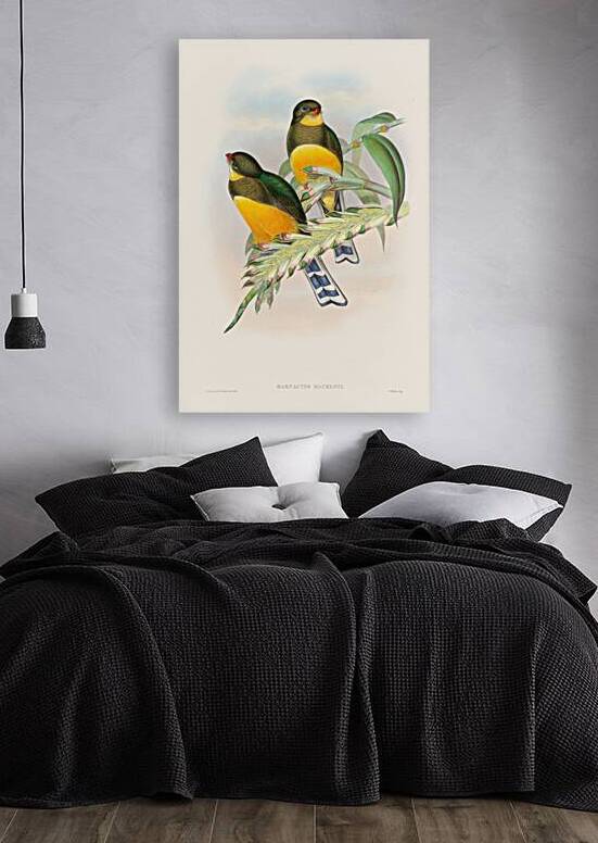 John Gould trogons 025 by IStockHistory com