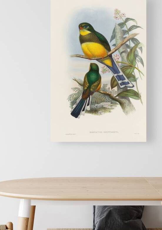 John Gould trogons 024 by IStockHistory com