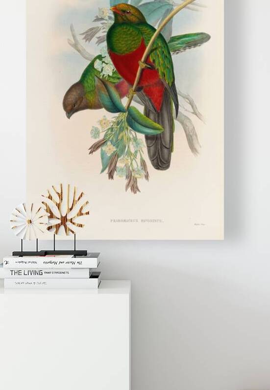 John Gould trogons 014 by IStockHistory com