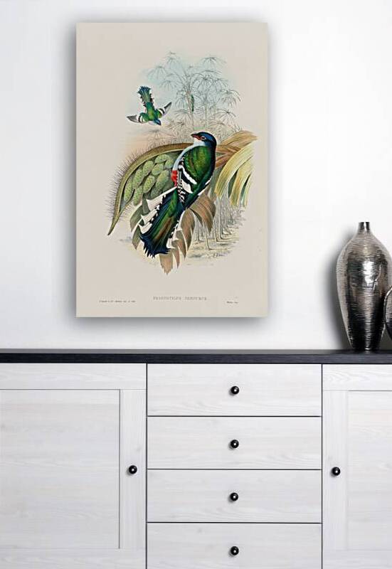 John Gould trogons 015 by IStockHistory com