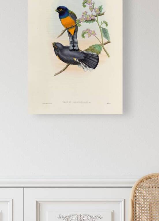 John Gould trogons 046 by IStockHistory com