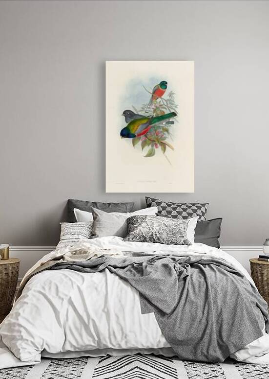 John Gould trogons 043 by IStockHistory com