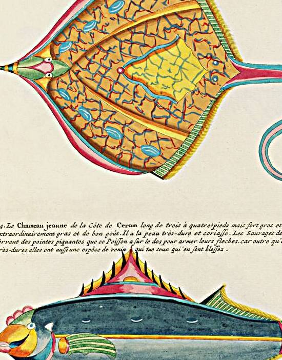 Colourful and surreal illustrations of fishes found in Moluccas Indonesia and the East Indies by Louis Renard 1678 -1746 from Histoire naturelle des plus rares curiositez de la mer des Indes 1754. by IStockHistory com