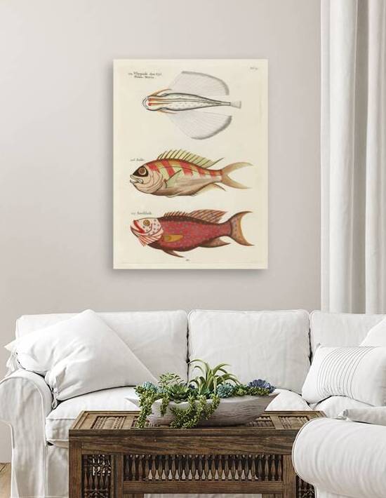 Colourful and surreal illustrations of fishes found in Moluccas Indonesia and the East Indies by Louis Renard 1678 -1746 from Histoire naturelle des plus rares curiositez de la mer des Indes 1754. by IStockHistory com