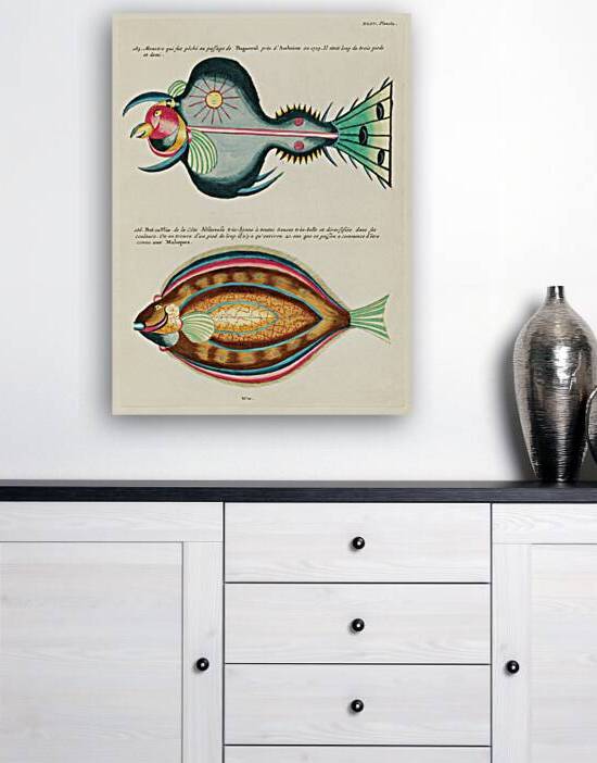 Colourful and surreal illustrations of fishes found in Moluccas Indonesia and the East Indies by Louis Renard 1678 -1746 from Histoire naturelle des plus rares curiositez de la mer des Indes 1754. by IStockHistory com