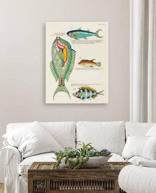 Colourful and surreal illustrations of fishes found in Moluccas Indonesia and the East Indies by Louis Renard 1678 -1746 from Histoire naturelle des plus rares curiositez de la mer des Indes 1754. by IStockHistory com