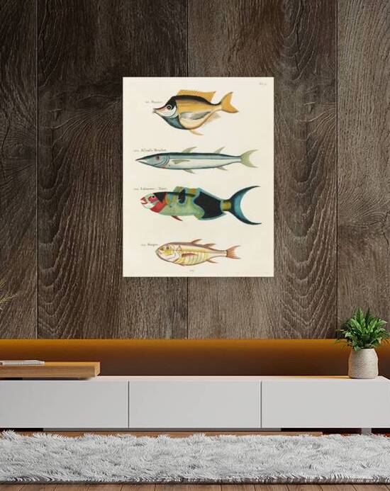 Colourful and surreal illustrations of fishes found in Moluccas Indonesia and the East Indies by Louis Renard 1678 -1746 from Histoire naturelle des plus rares curiositez de la mer des Indes 1754. by IStockHistory com