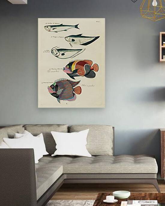 Colourful and surreal illustrations of fishes found in Moluccas Indonesia and the East Indies by Louis Renard 1678 -1746 from Histoire naturelle des plus rares curiositez de la mer des Indes 1754. by IStockHistory com